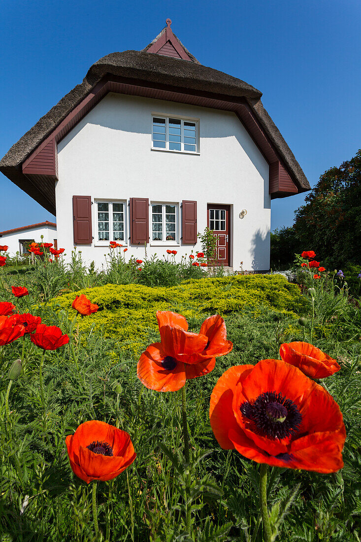 ' thatched house in Ahrenshoop with garden, red poppies, Darß, Fischland, Baltic Sea, Mecklenburg-Western Pomerania; Germany, Europe'