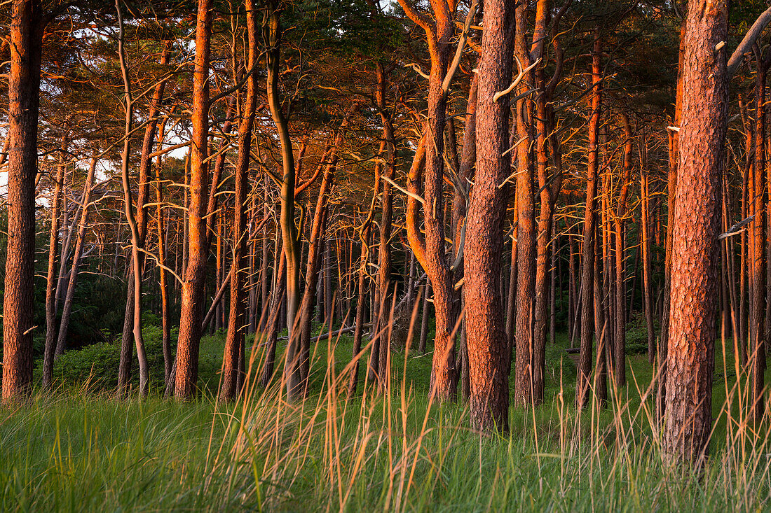 ' coastal pine forest at sunset, Darß, Baltic Sea, Mecklenburg-Western Pomerania; Germany, Europe'