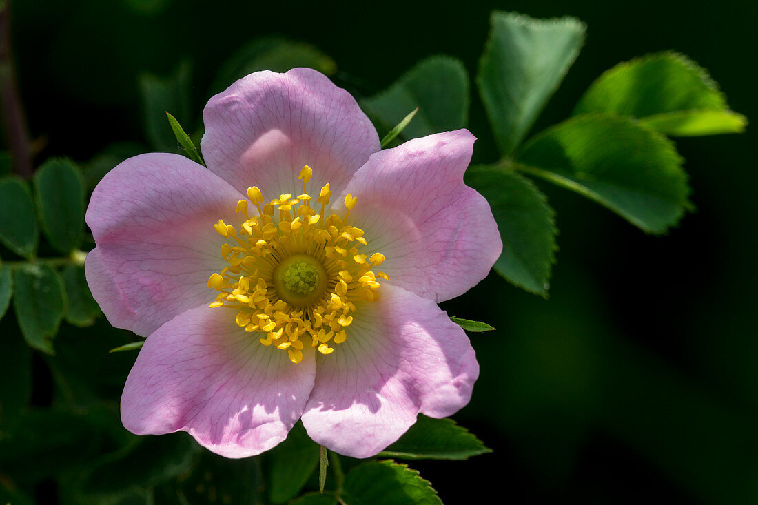 rose flowers, Rosa canina, Germany