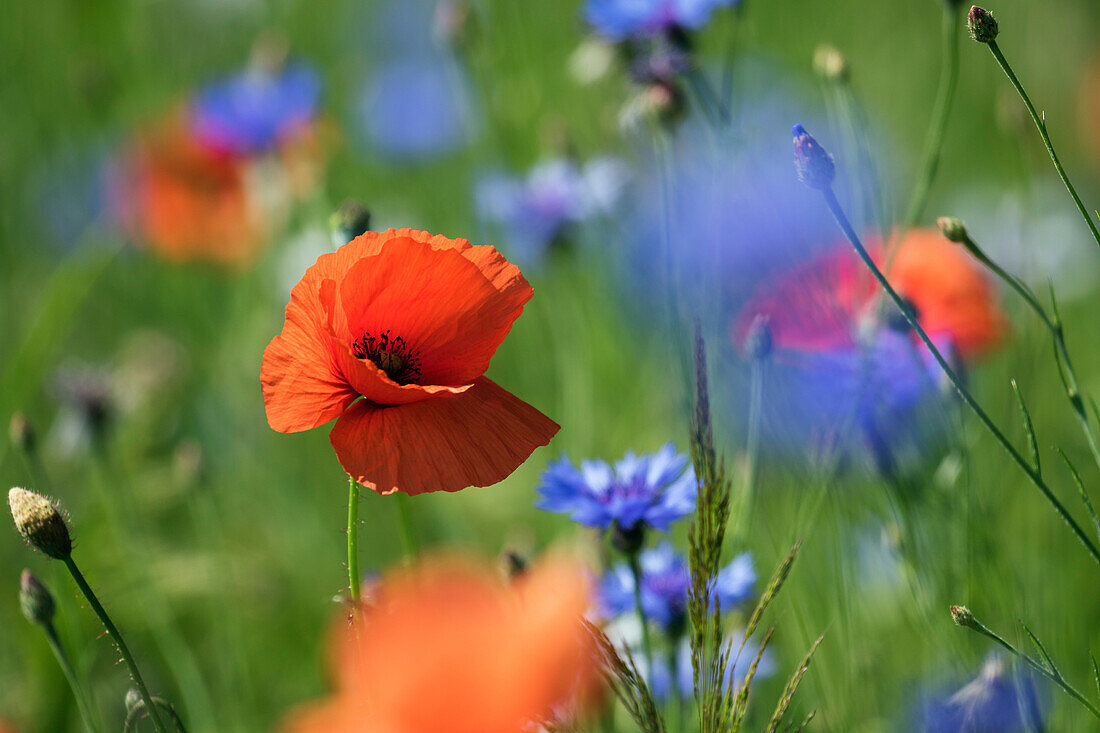 Red poppies, Papaver rhoeas, Centaurea cyanus, Germany, Europe