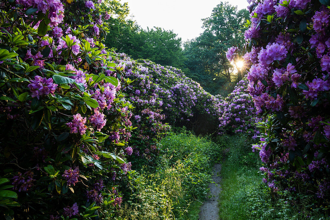 Rhododendronpark, Dessau-Roßlau, Sachsen-Anhalt, Deutschland, Europa