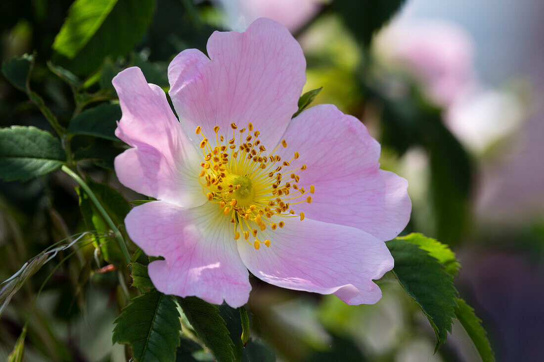 rose flowers, Rosa canina, Germany