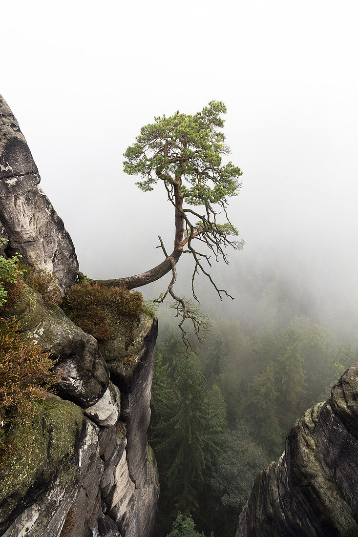 Kiefer im Nebel, Pinus sylvestris, Felsformationen, Bastei, Rathen, Nationalpark Sächsische Schweiz, Elbsandsteingebirge, Sachsen, Deutschland, Europa