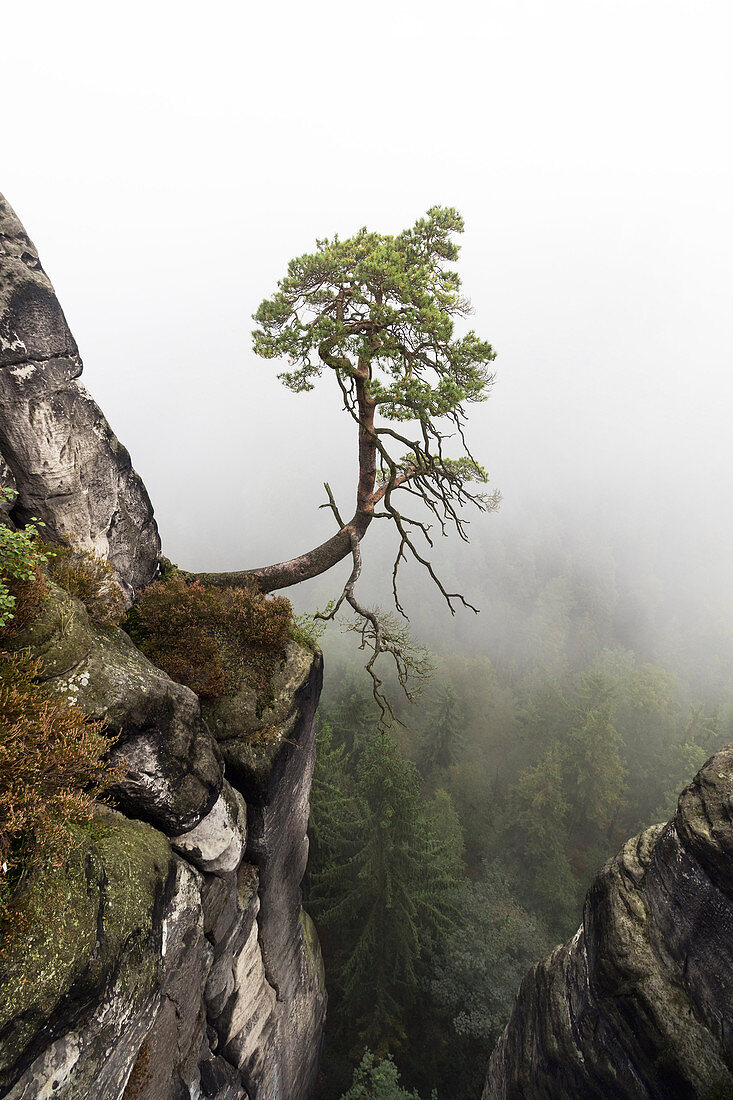 Pine Tree in mist, Pinus sylvestris, Rock formation Bastei, Rathen, Saxon Switzerland National Park, Elbe Sandstone Mountains, Saxony, Germany, Europe