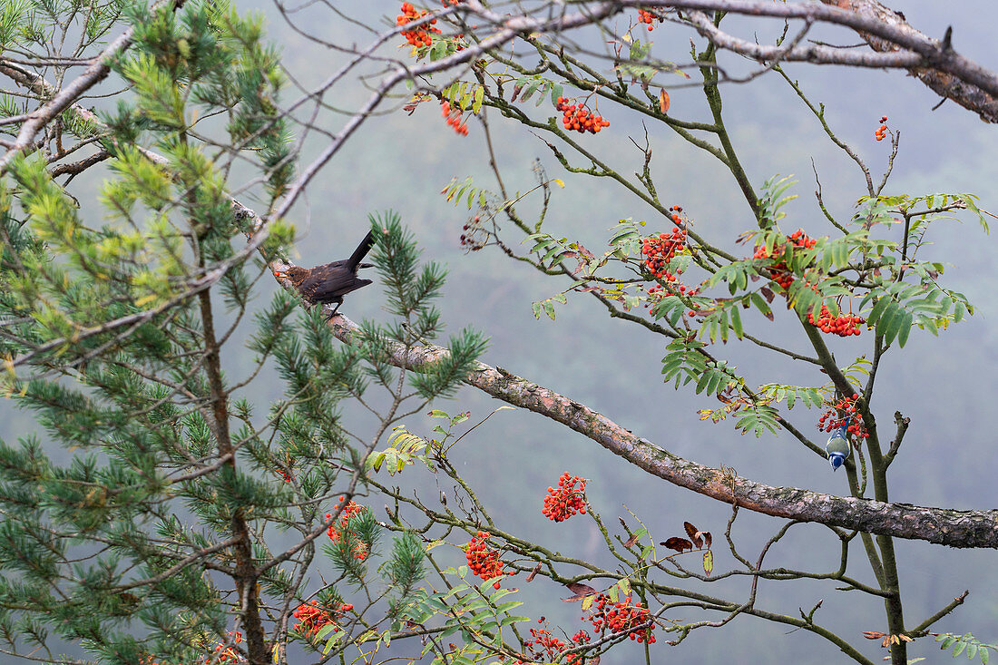 Young Black Bird in Mountain Ash, Sorbus aucuparia, Turdus merula, and Blue Tit, Cyanistes caeruleus, Saxon Switzerland National Park, Elbe Sandstone Mountains, Saxony, Germany, Europe