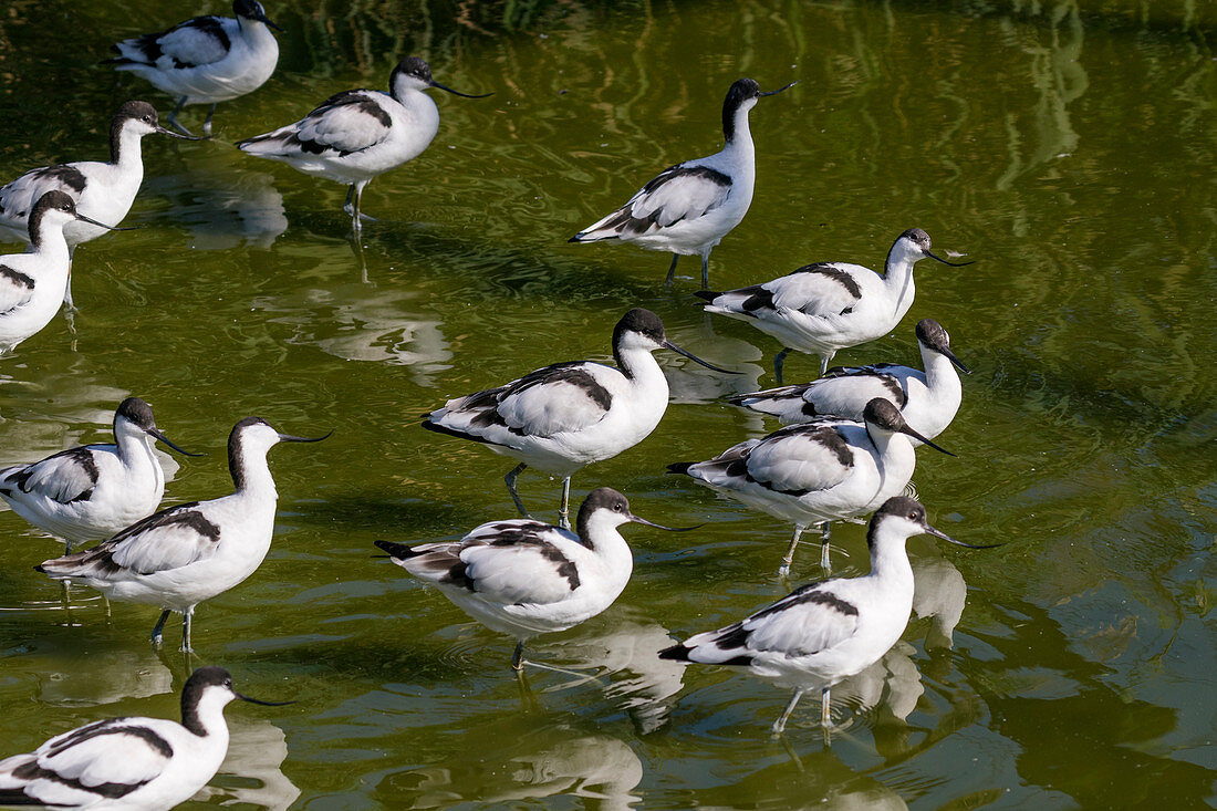 Avocet, Recurvirostra avosetta, Europe, captive