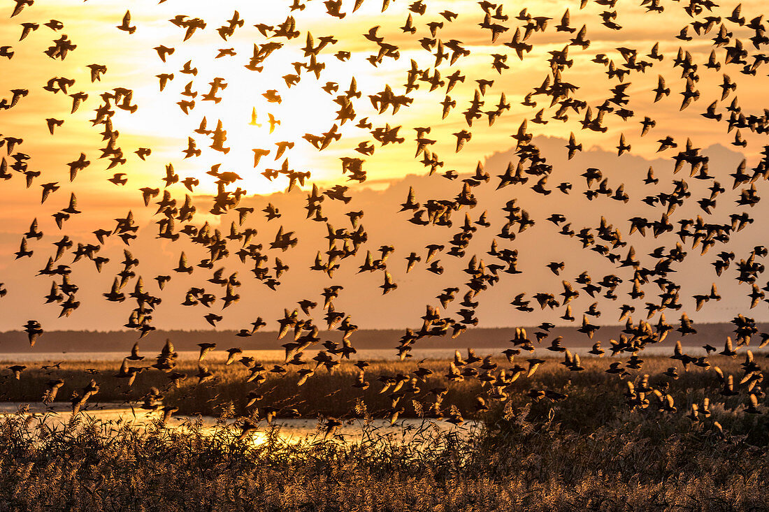 Starlings flying, Sturnus vulgaris, Baltic Sea, Mecklenburg-Western Pomerania, Germany, Europe