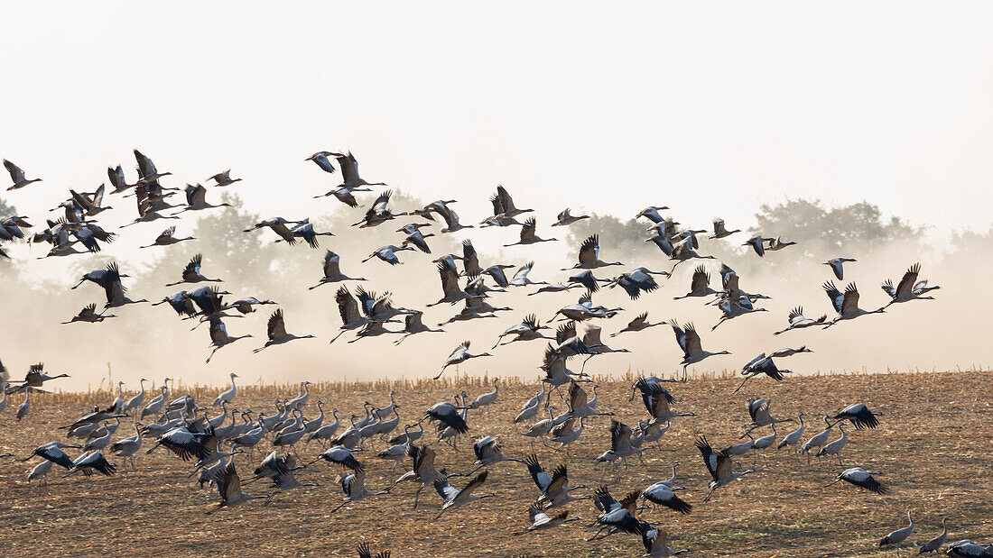 Kraniche fliegen ab, Grus Grus, Mecklenburg-Vorpommern, Deutschland, Europa