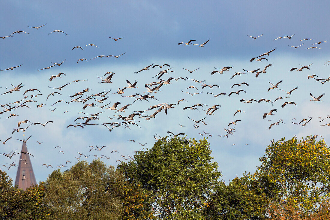 Cranes flying, Grus grus, Mecklenburg-Western Pomerania, Germany, Europe