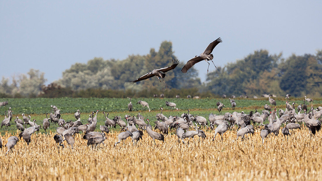 Cranes resting, Grus grus, Mecklenburg-Western Pomerania, germany, Europe