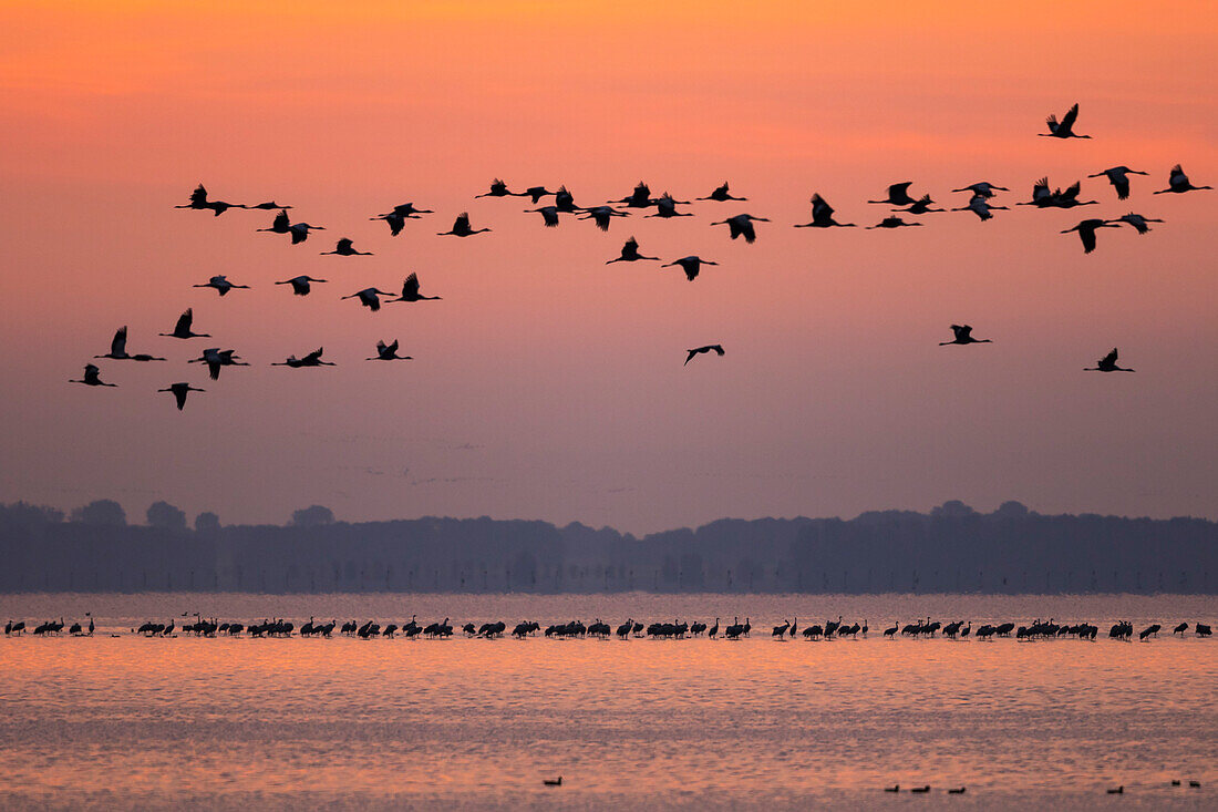 Kraniche fliegen in der Morgendämmerung, Grus Grus, Mecklenburg-Vorpommern, Deutschland, Europa