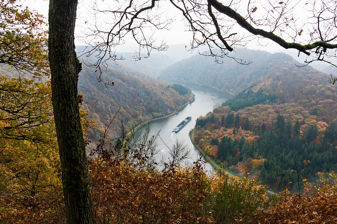 Frachtschiff auf der Saar, Saarschleife im Herbst, Saarland, Deutschland, Europa