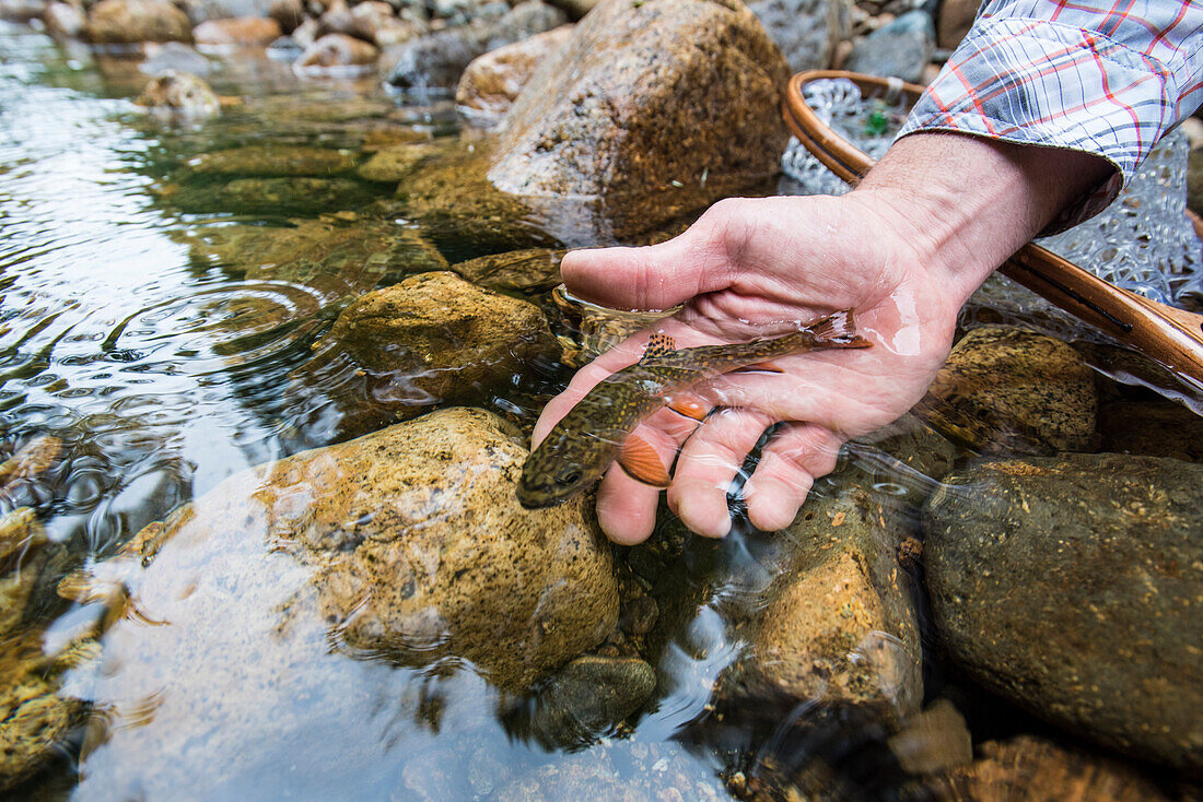 Person Hand Releasing A Small Wild Brook Trout In A Rocky Stream