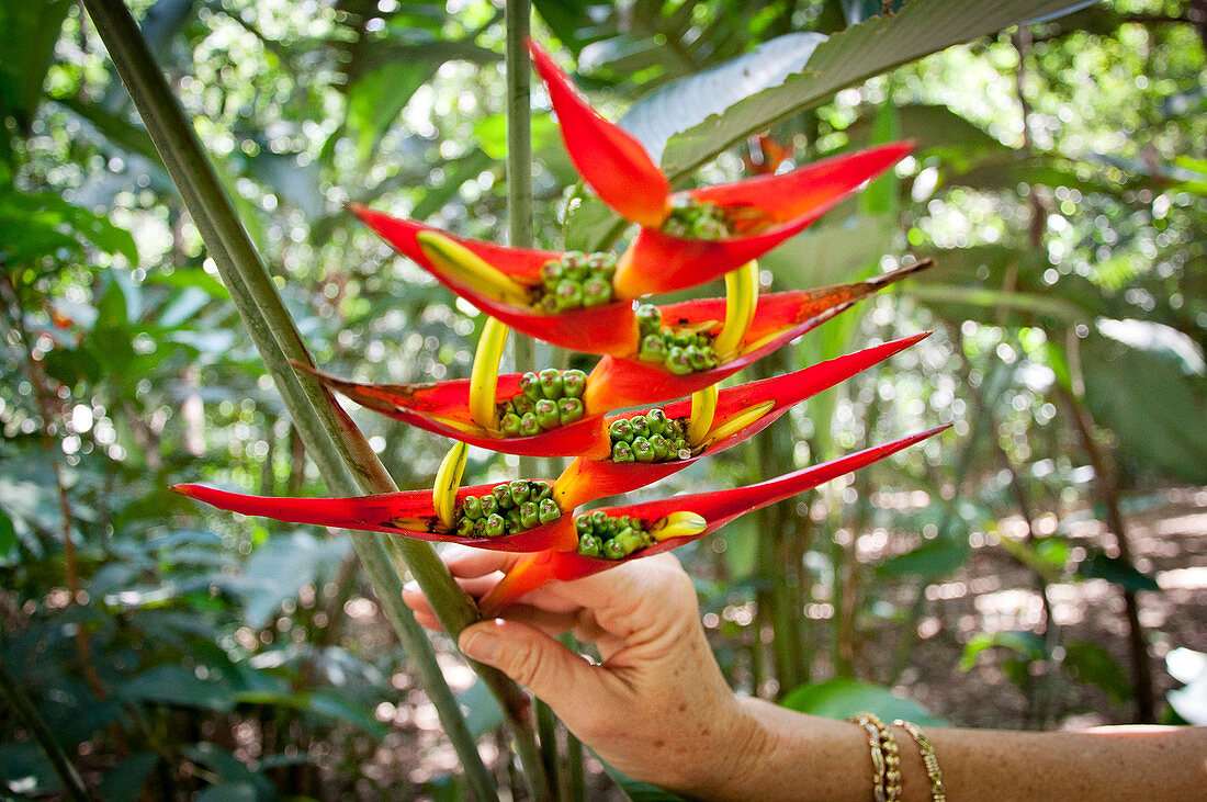 Hand Holding A Heliconia Flower With Seeds