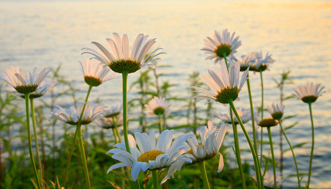 Daisies On Tupper Lake Shoreline During A Summer Sunset