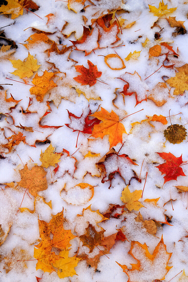 Snow Dusting On Yellow And Red Maple Leaves