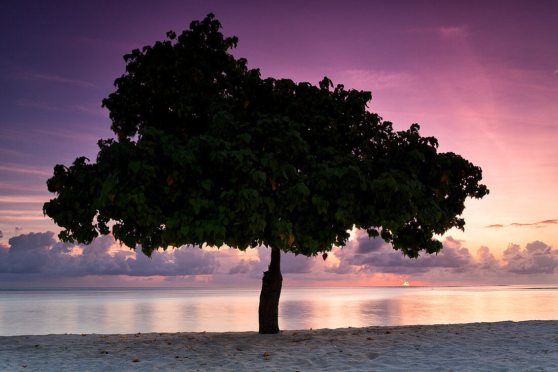 Tree Standing On The Beach Of Tropical Island In Maldives