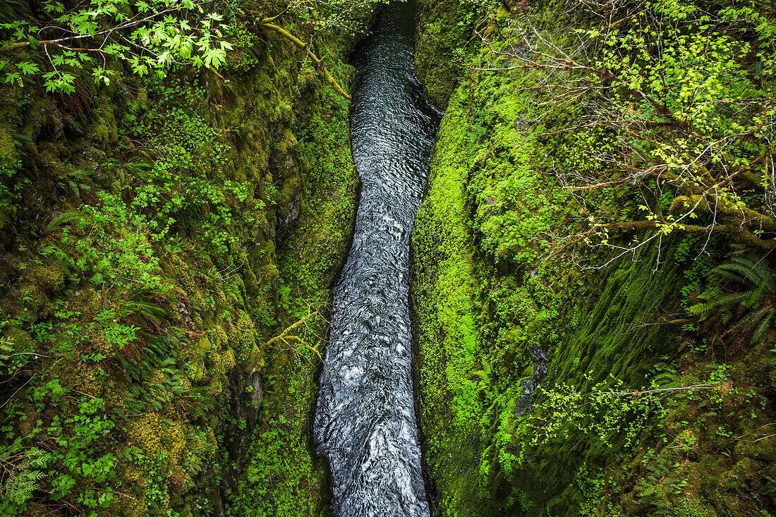 High Angle View Of Creek Running Between Green Moss Covered Area