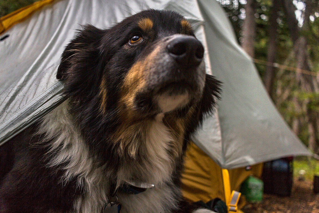 Close-up Of Scared Dog In Tent