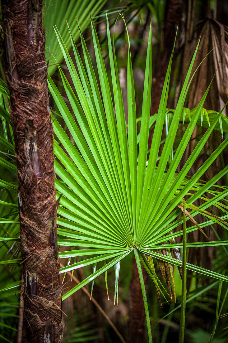 Tropical Plant Frond In The Belizean Forest