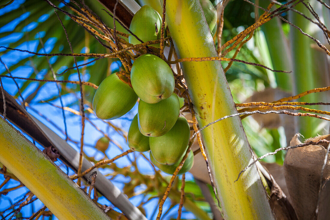 Coconuts in a palm tree, Belize