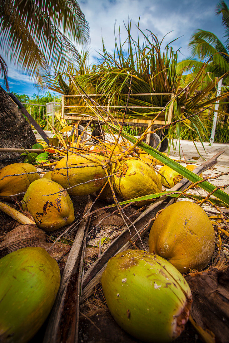 Coconuts from beachside trees, Ambergris Caye, Belize