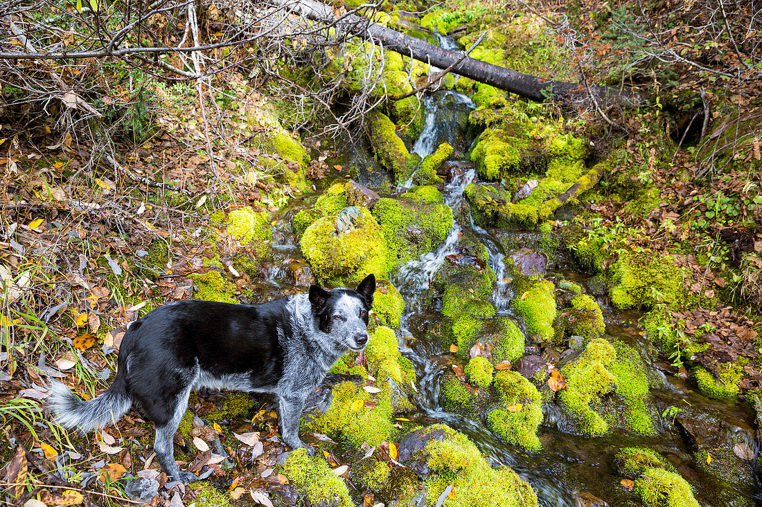 A Blue Heeler Dog Standing By A Mountain Creek Near Moss In Northwest Montana