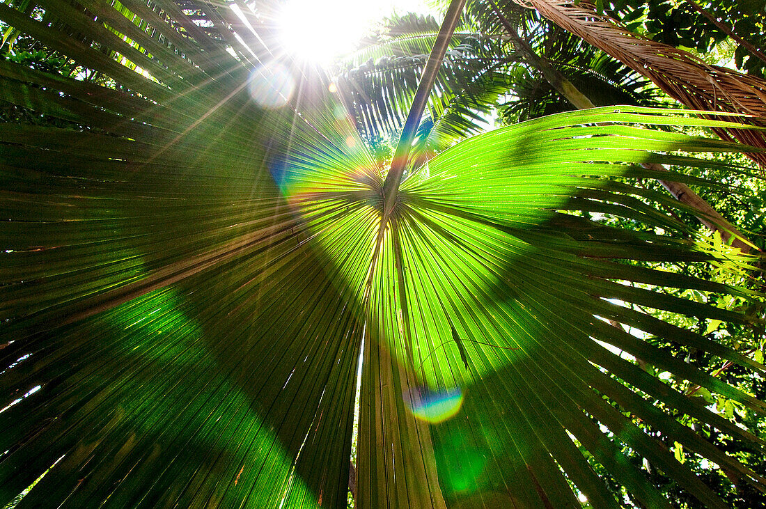 Sunlight Shines Through A Thick Tropical Canopy With A Palm Frond
