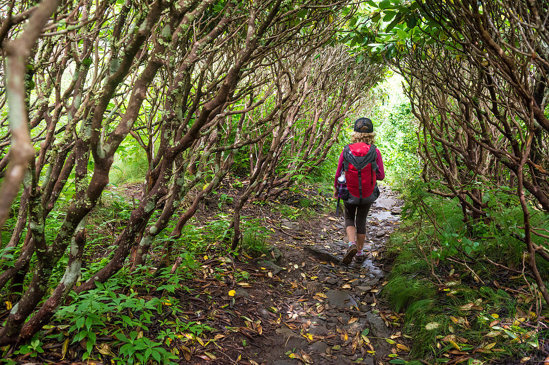 A Young Girl Hiking Along Trail Covered By Rhododendron On Grassy Ridge Extension Of The Appalachian Trail