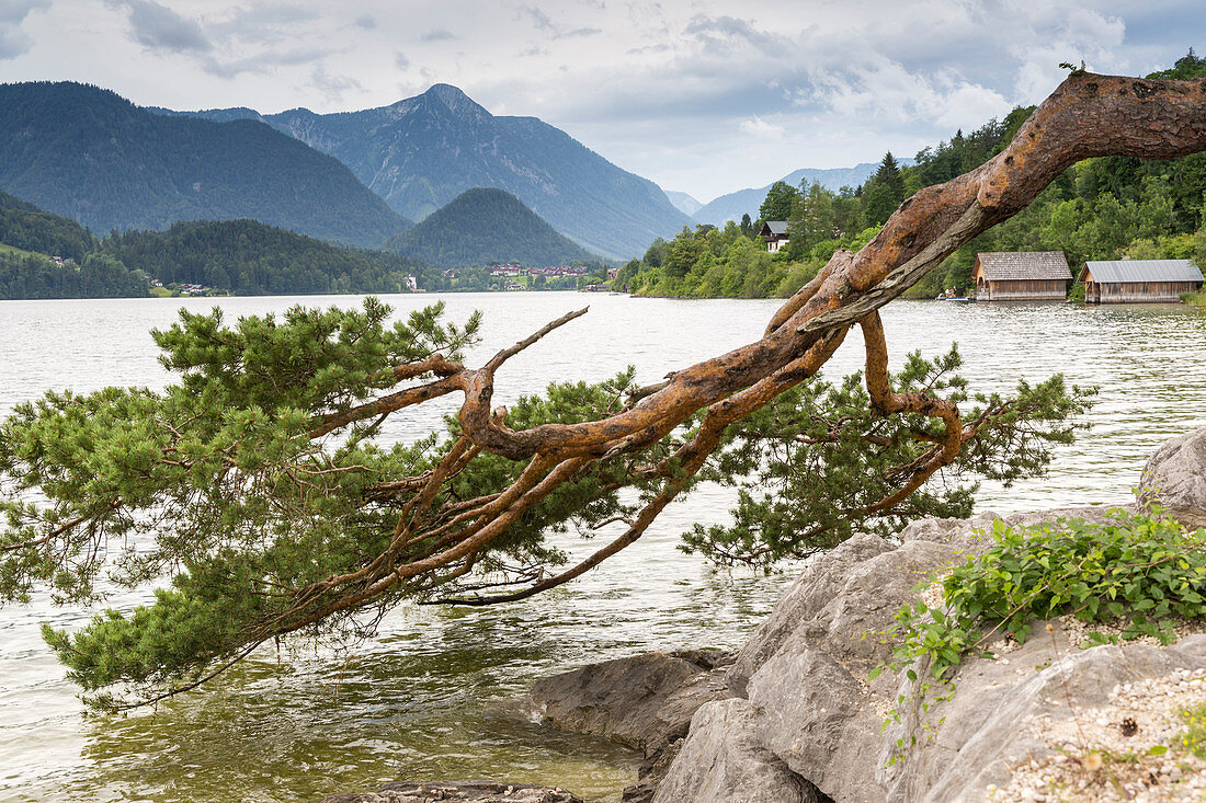 Pine Tree, natural heritage at Lake Grundlsee, Bad Aussee, Styria, Austria, Europe