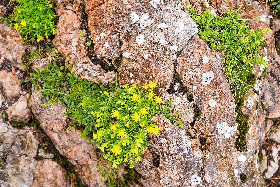 Fetthennen-Steinbrech Saxifraga aizoides, Totes Gebirge, Bad Aussee, Steiermark, Österreich, Europa