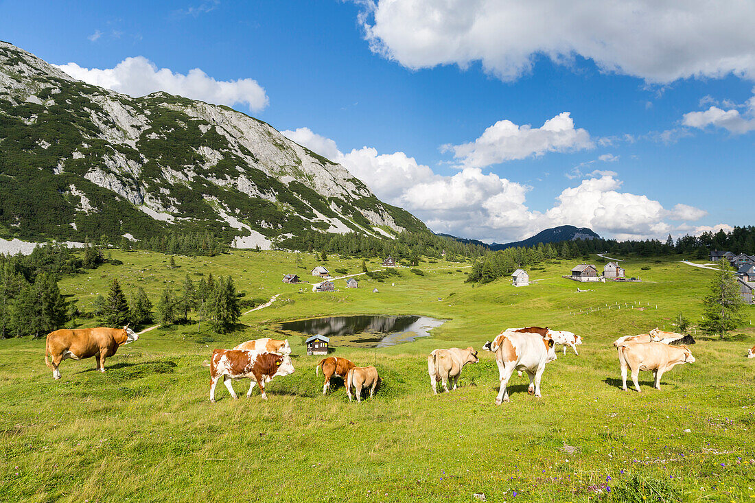 Kühe auf der Tauplitzalm, Totes Gebirge, Steiermark, Österreich, Europa