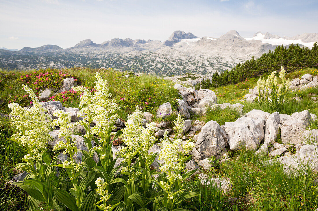 Mountain landscape in spring at Mount Krippenstein, Dachstein area, Upper Austria, Austria, Europe