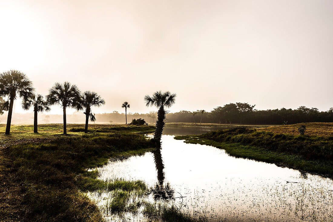 Palm trees at a small lake in the early morning mist in a national park, Fort Myers Beach, Florida, USA