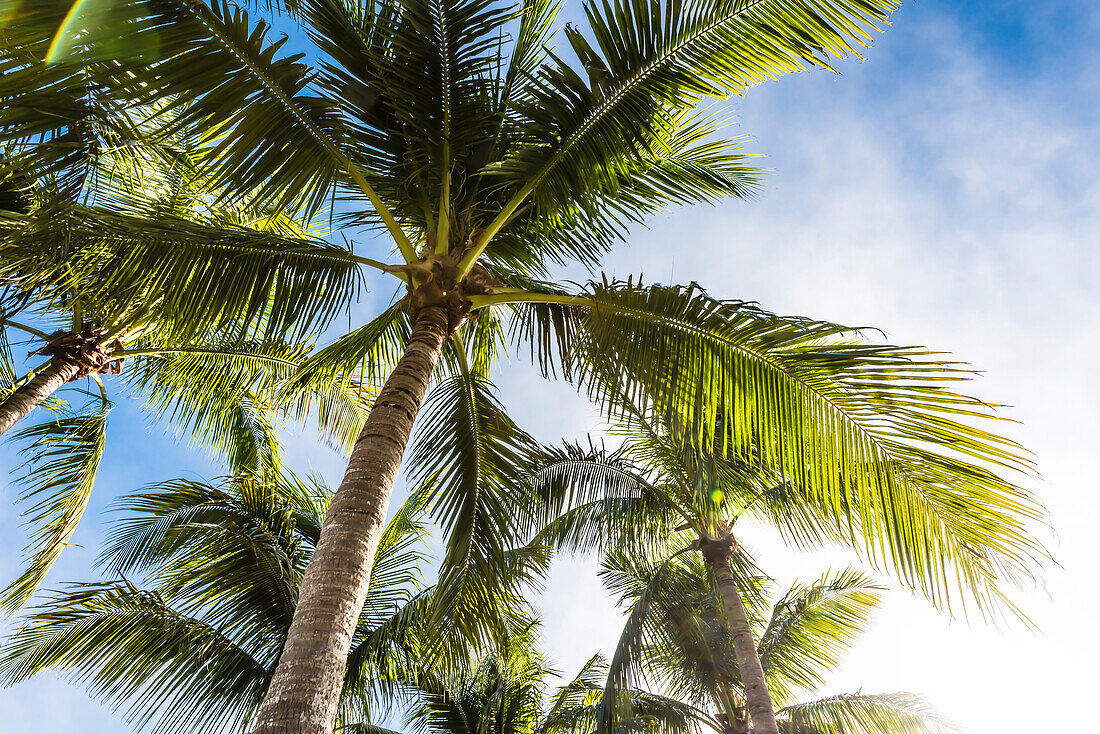 Typische Palmen im Sonnenscheinstaat, Fort Myers Beach, Florida, USA