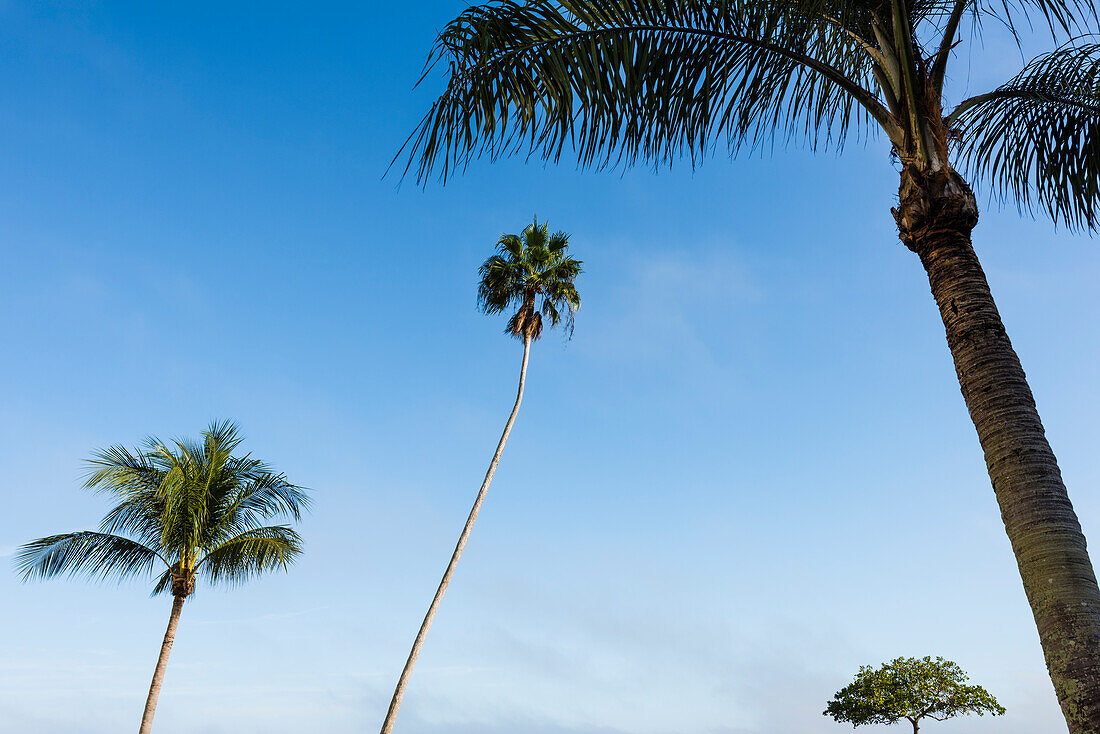Ungewöhnlich gewachsene Bäume vor blauem Himmel, Fort Myers Beach, Florida, USA