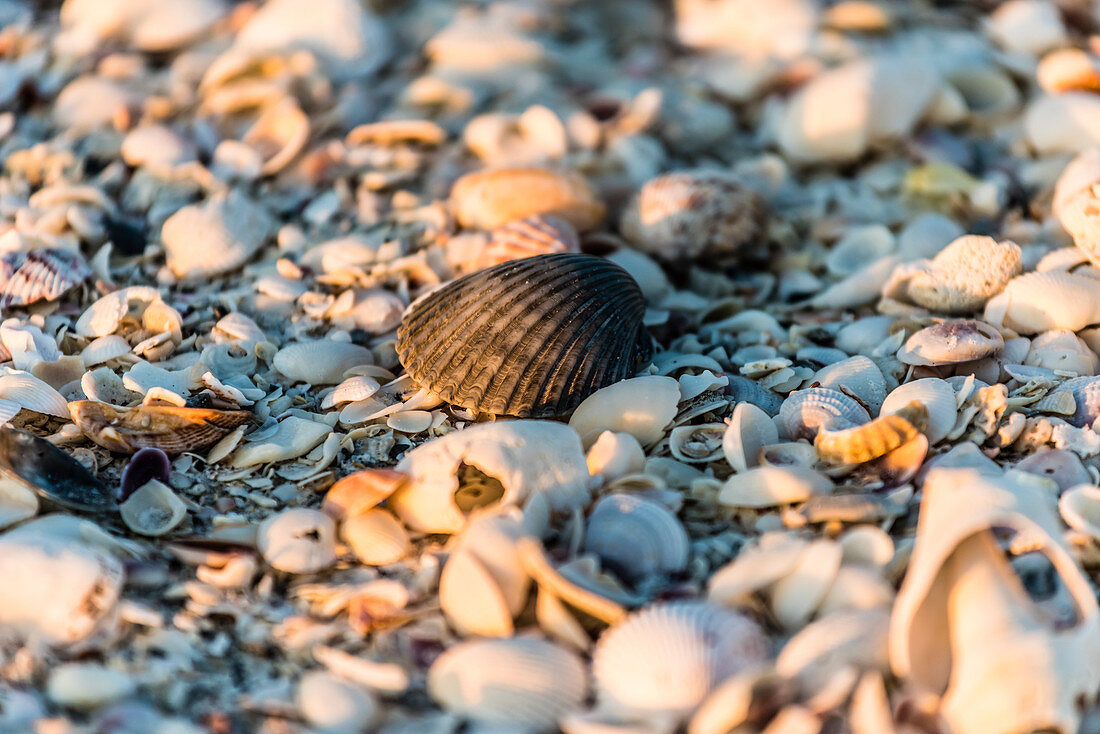 Eine schwarze Muschel eingerahmt von weißen am Strand im Sonnenuntergangslicht, Boca Grande, Florida, USA