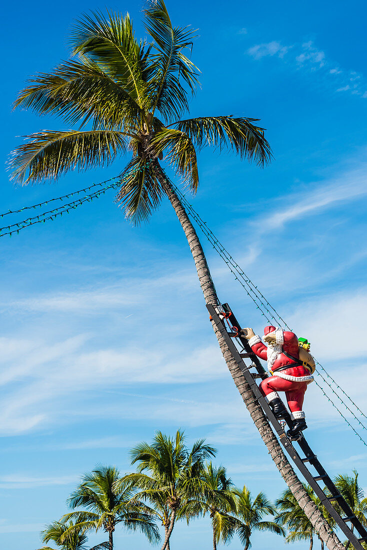 Ein Weihnachtsmann klettert mit einer Leiter auf eine Palme, Captiva, Florida, USA
