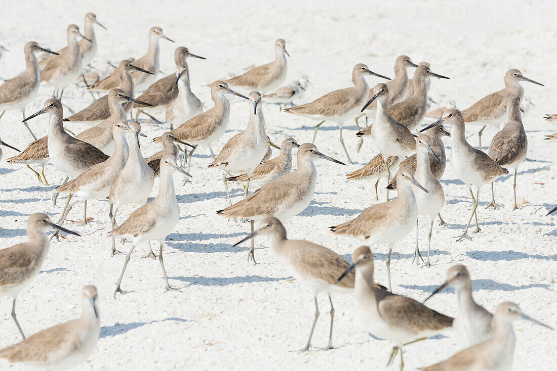 A swarm of birds running along the white sandy beach, Fort Myers Beach, Florida, USA