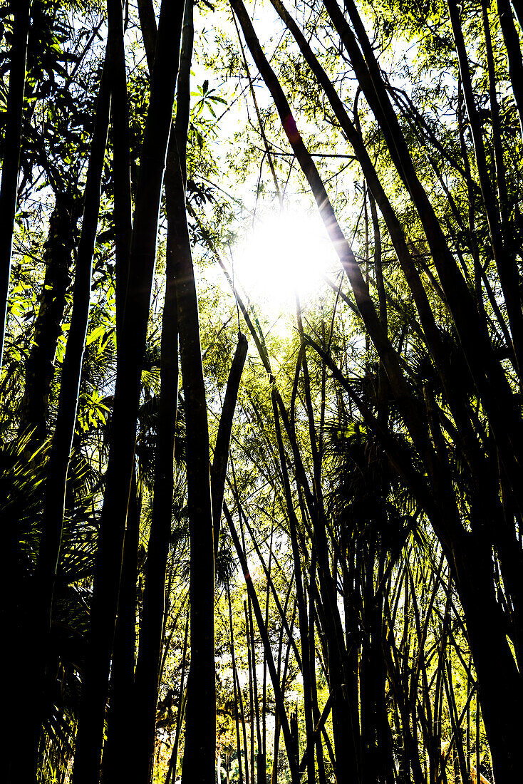 Silhouette of the overgrown plant life in a national park, Fort Myers, Florida, USA