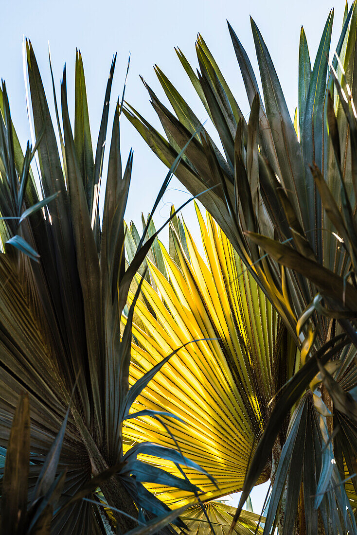 Fern leaves against the light in a national park, Fort Myers Beach, Florida, USA