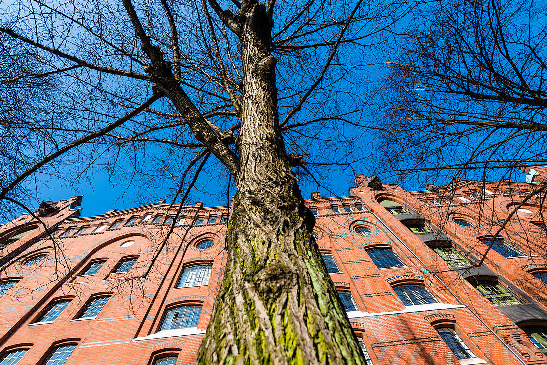 Kontorhäuser in der historischen Speicherstadt mit einem blattlosen Baum im Vordergrund aus der Froschperspektive, Hamburg, Deutschland