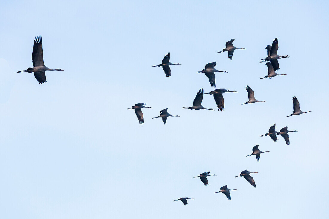 crane, cranes arriving at their roost, observation spot, Rederangsee, Müritz National Park, Mecklenburg lakes, Federow, Mecklenburg-West Pomerania, Germany, Europe
