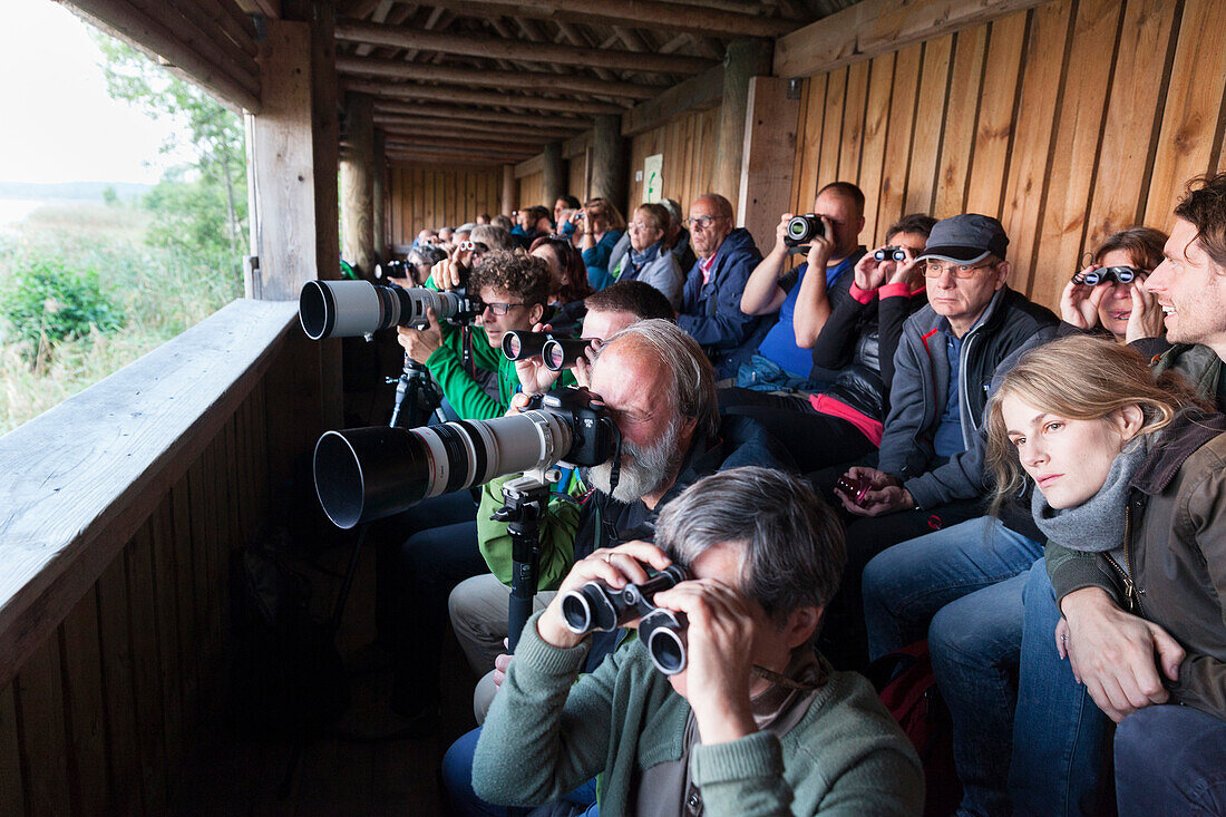 Besucher beobachten Kraniche, Kranich, Kranicheinflug am Abend, Kranichbeobachtungsstation in Federow am Rederangsee, Müritz-Nationalpark, Mecklenburgische Seen, Mecklenburgisches Seenland, Federow, Mecklenburg-Vorpommern, Deutschland, Europa