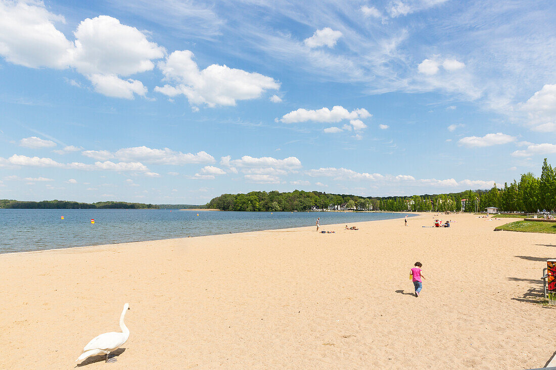 Zippendorf beach, summer, swimming, swan, swans, provincial capital, Mecklenburg lakes, Schwerin, Mecklenburg-West Pomerania, Germany, Europe