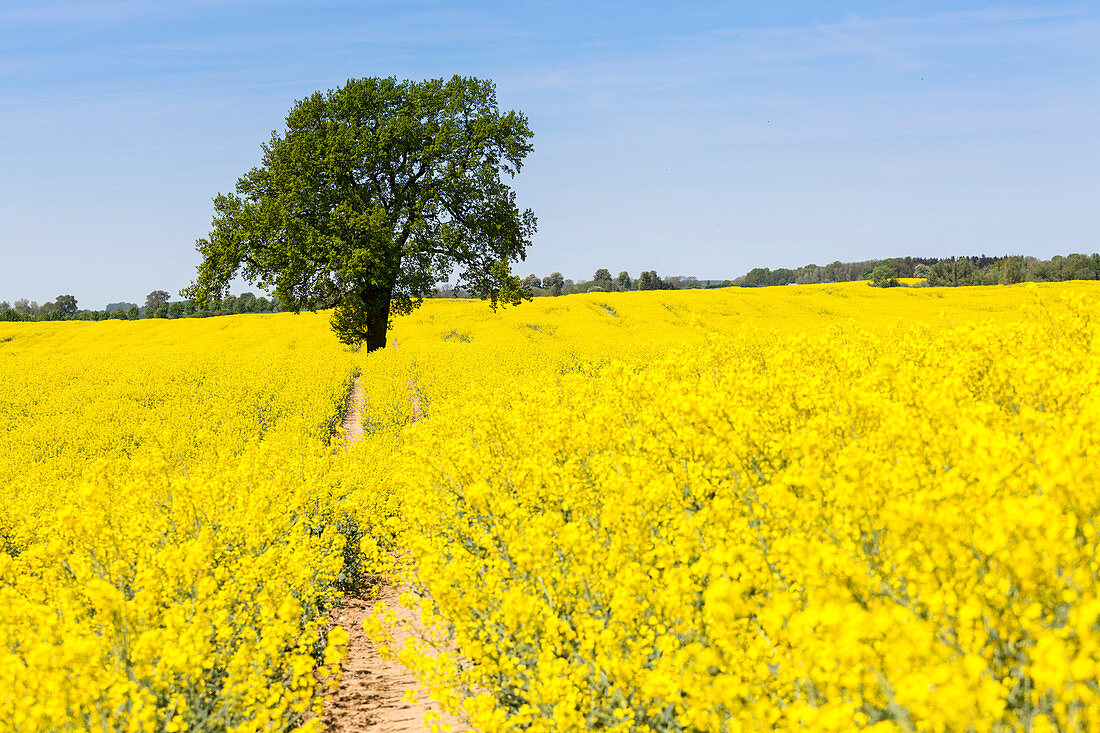 Allee und Rapsfeld bei Dechow, Mecklenburgische Seen, Mecklenburgisches Seenland, Mecklenburg-Vorpommern, Deutschland, Europa