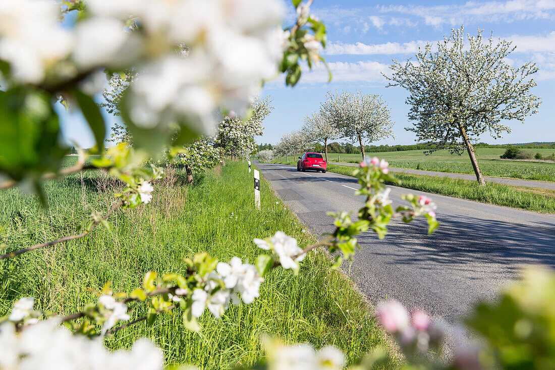 blooming apple tree alley, red car, Mecklenburg lakes, Mecklenburg-West Pomerania, Germany, Europe