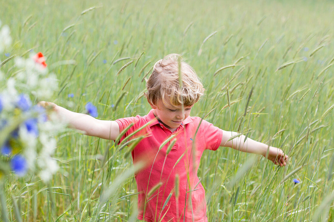 boy picking flowers, cornflowers and poppy flowers near Federow, MR, Müritz National Park , Mecklenburg lakes, Mecklenburg lake district, Mecklenburg-West Pomerania, Germany, Europe