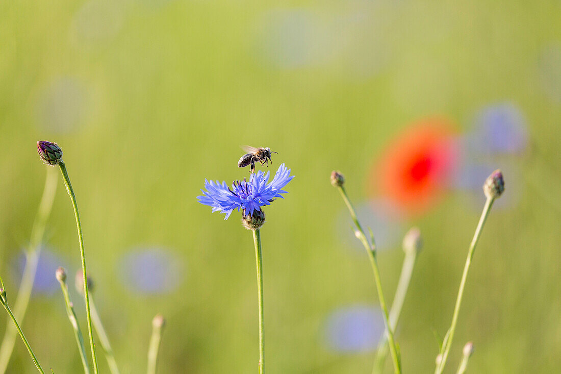 Wiese mit Kornblumen und Mohnblumen bei Klein Vielen, Mecklenburgische Seen, Mecklenburgisches Seenland, Mecklenburgische Seenplatte, Mecklenburg-Vorpommern, Deutschland, Europa