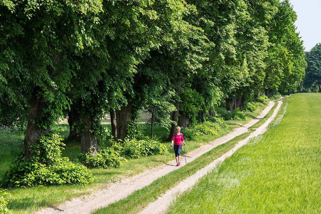 hiking on the famous linden tree alley between Neu Grüssow and L206, MR, Mecklenburg lakes, Mecklenburg lake district, Mecklenburg-West Pomerania, Germany, Europe